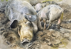 DIANA EAGLES - "Black Mountain Pigs"