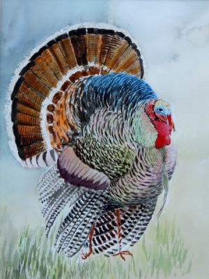 David Williams - 'My Turkey'